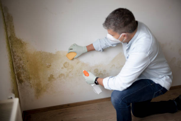 Best Mold Prevention Services  in Pittston, PA